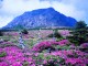 Jeju Island 01